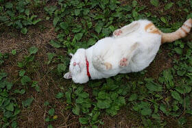 kucing termalas (ada ada aja)