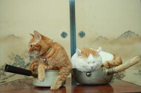 kucing termalas (ada ada aja)