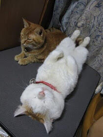 kucing termalas (ada ada aja)