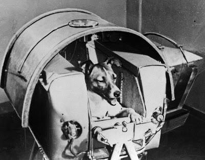 10 Hewan yang Pernah Jadi Astronot ( No BB )