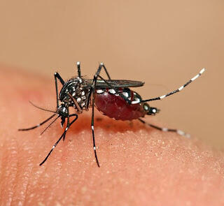 Jenis-Jenis Nyamuk yang Berbahaya di Dunia +FAKTA menarik