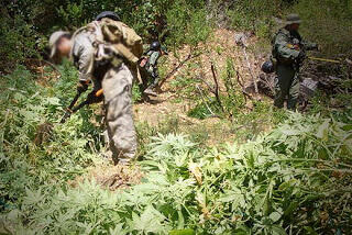 7 Negara Penghasil Ganja Terbesar Didunia 