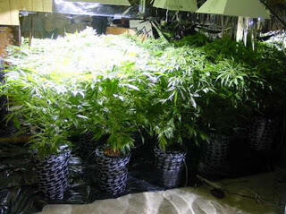 7 Negara Penghasil Ganja Terbesar Didunia 