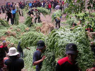 7 Negara Penghasil Ganja Terbesar Didunia 