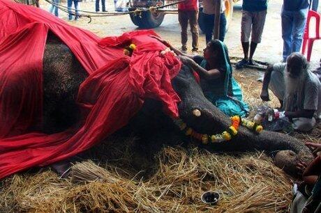 Duh! Dipaksa Kerja Tanpa Henti, Gajah Betina Mati Mengenaskan di India