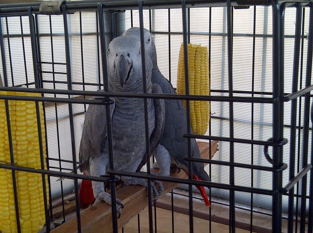 (WTS) AFRICAN GREY PARROT