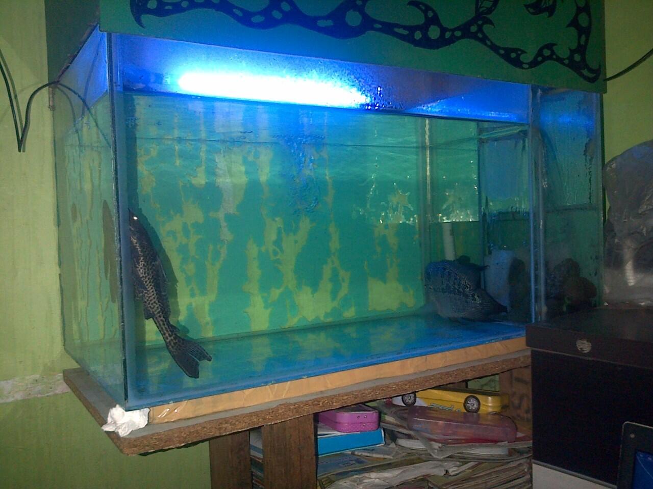 Jual Aquarium + Louhan + Perlengkapan Mumer Abies.....