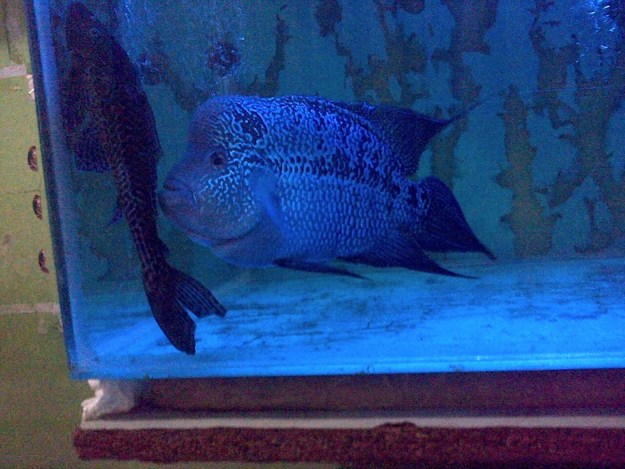 Jual Aquarium + Louhan + Perlengkapan Mumer Abies.....