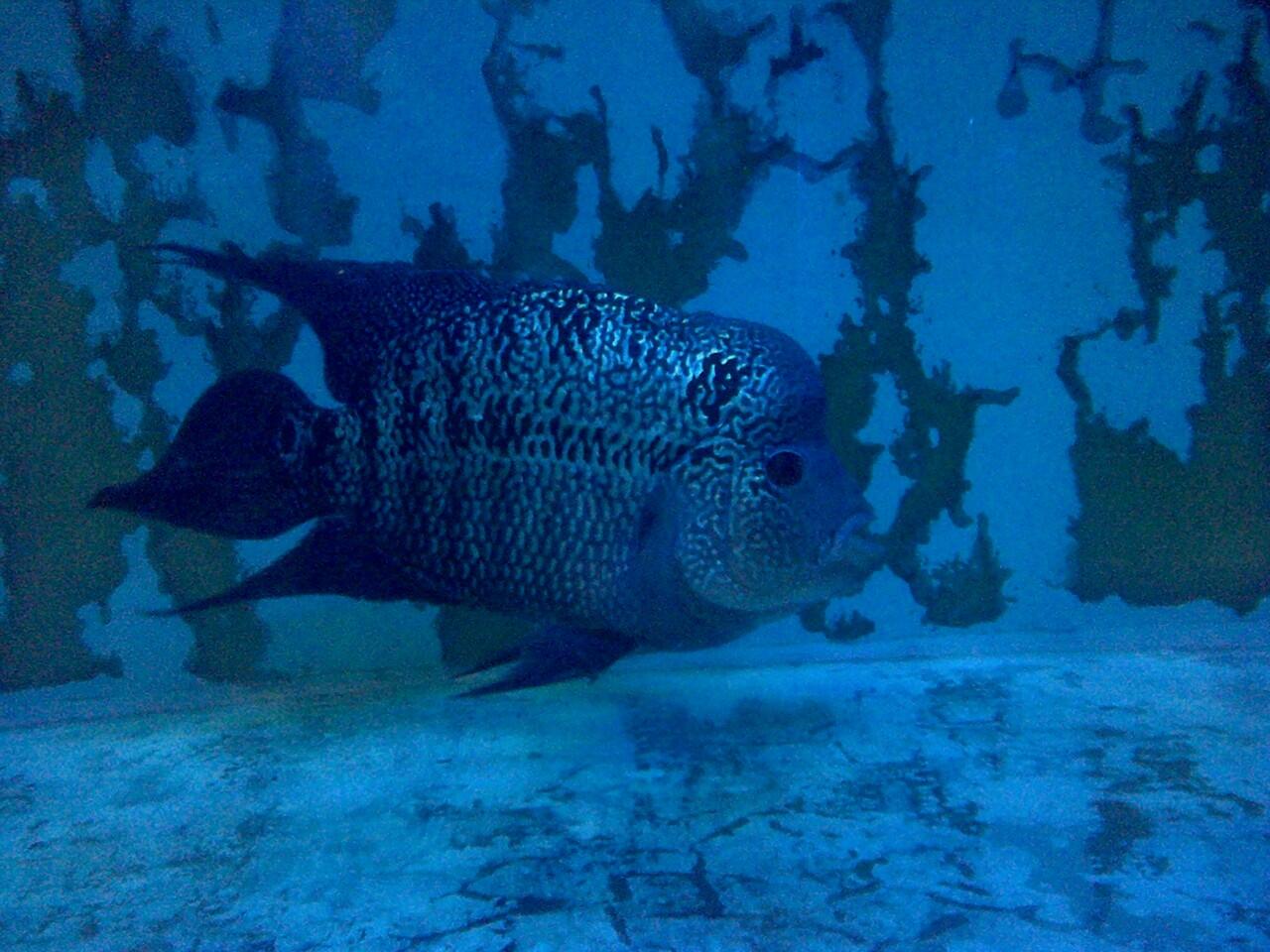 Jual Aquarium + Louhan + Perlengkapan Mumer Abies.....