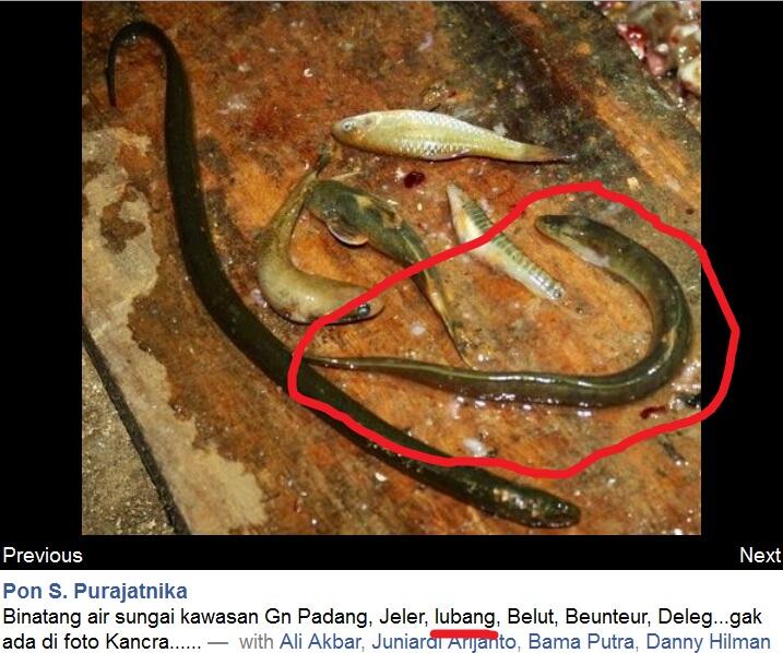 Ikan Lobang Gan yang kaya akan nutrisi