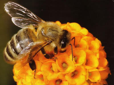 Bagaimana lebah membuat madu