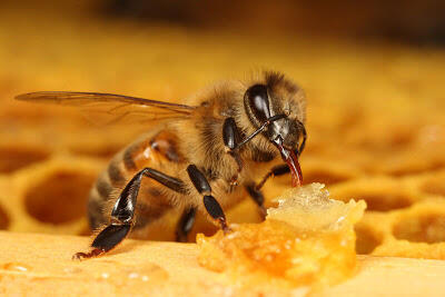 Bagaimana lebah membuat madu