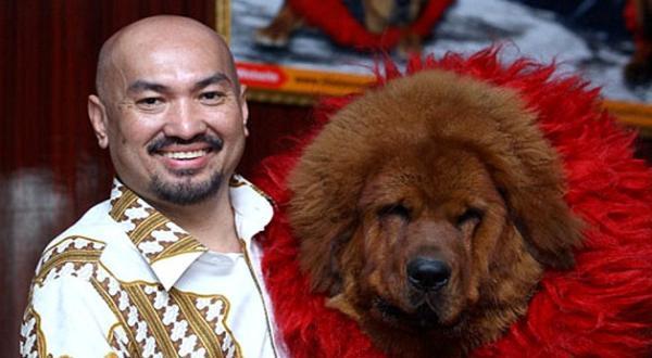  Anjing Termahal di Dunia Tibetan Mustiff KASKUS