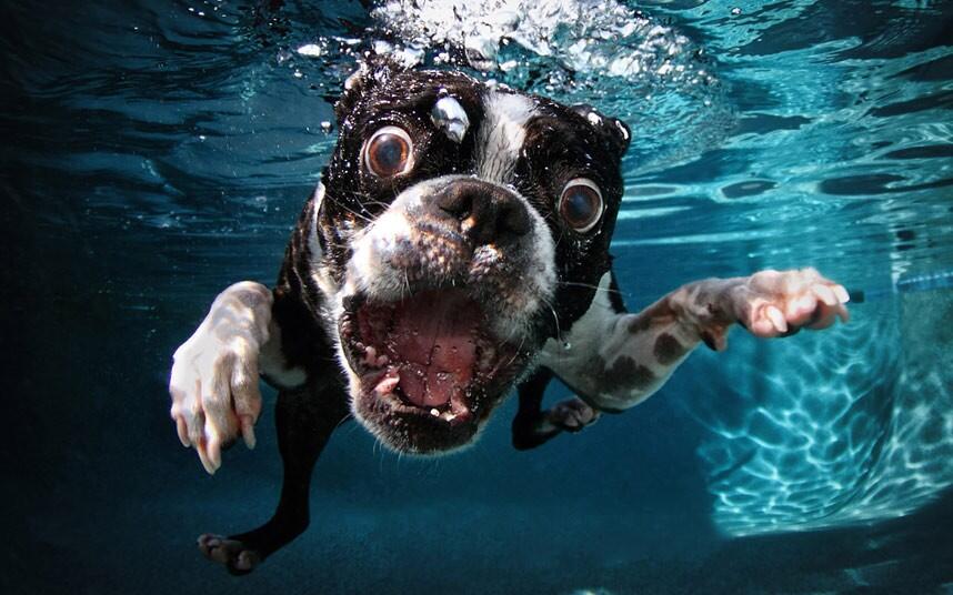 Foto UNDERWATER DOG-- Muka Unik Anjing dalam Air