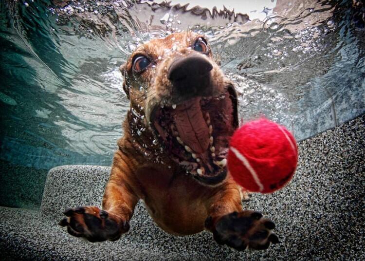 Foto UNDERWATER DOG-- Muka Unik Anjing dalam Air