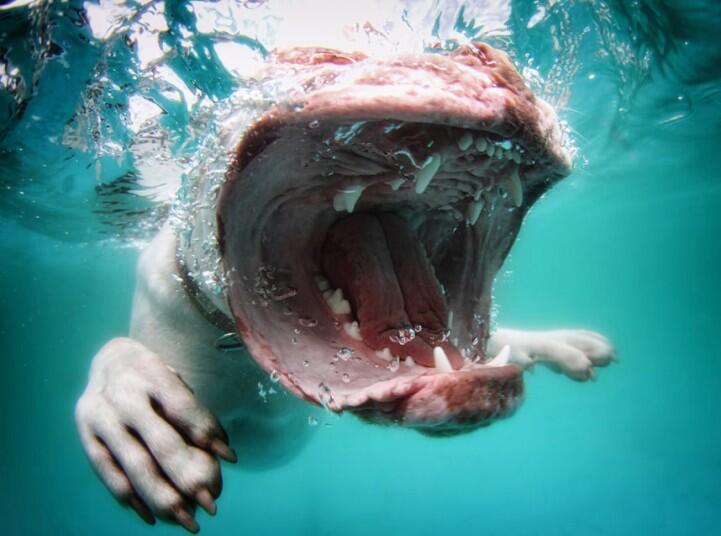 Foto UNDERWATER DOG-- Muka Unik Anjing dalam Air