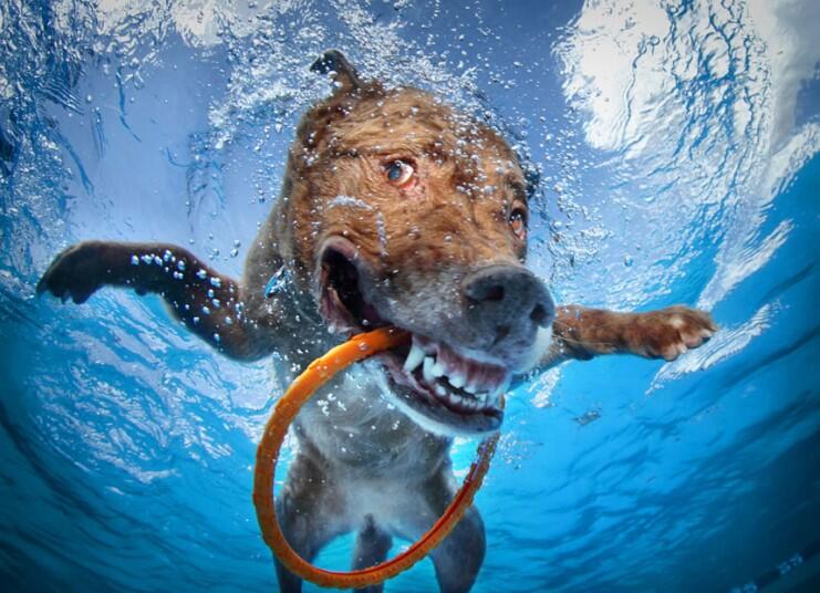 Foto UNDERWATER DOG-- Muka Unik Anjing dalam Air
