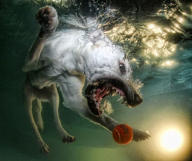 Foto UNDERWATER DOG-- Muka Unik Anjing dalam Air
