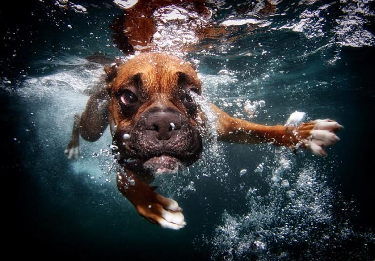 Foto UNDERWATER DOG-- Muka Unik Anjing dalam Air