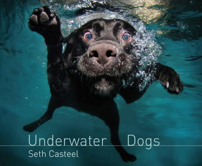 Foto UNDERWATER DOG-- Muka Unik Anjing dalam Air