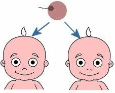 Mengenal Proses Terjadinya Anak Kembar