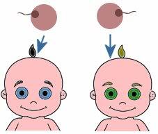 Mengenal Proses Terjadinya Anak Kembar