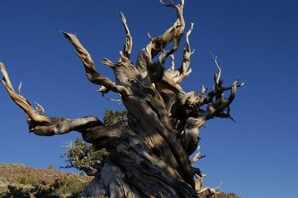 WOW Begini Tampang Pohon Berusia 5.000 Tahun di AS