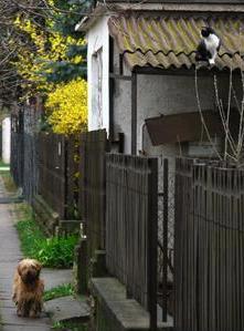 &#91;PIC&#93;Morning Walk - Manusia harusnya belajar dari binatang ini