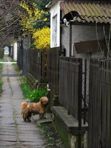 &#91;PIC&#93;Morning Walk - Manusia harusnya belajar dari binatang ini