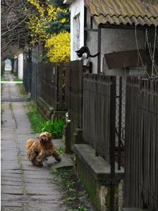 &#91;PIC&#93;Morning Walk - Manusia harusnya belajar dari binatang ini