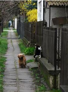 &#91;PIC&#93;Morning Walk - Manusia harusnya belajar dari binatang ini