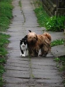 &#91;PIC&#93;Morning Walk - Manusia harusnya belajar dari binatang ini