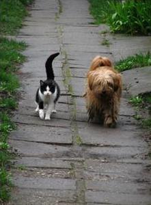 &#91;PIC&#93;Morning Walk - Manusia harusnya belajar dari binatang ini