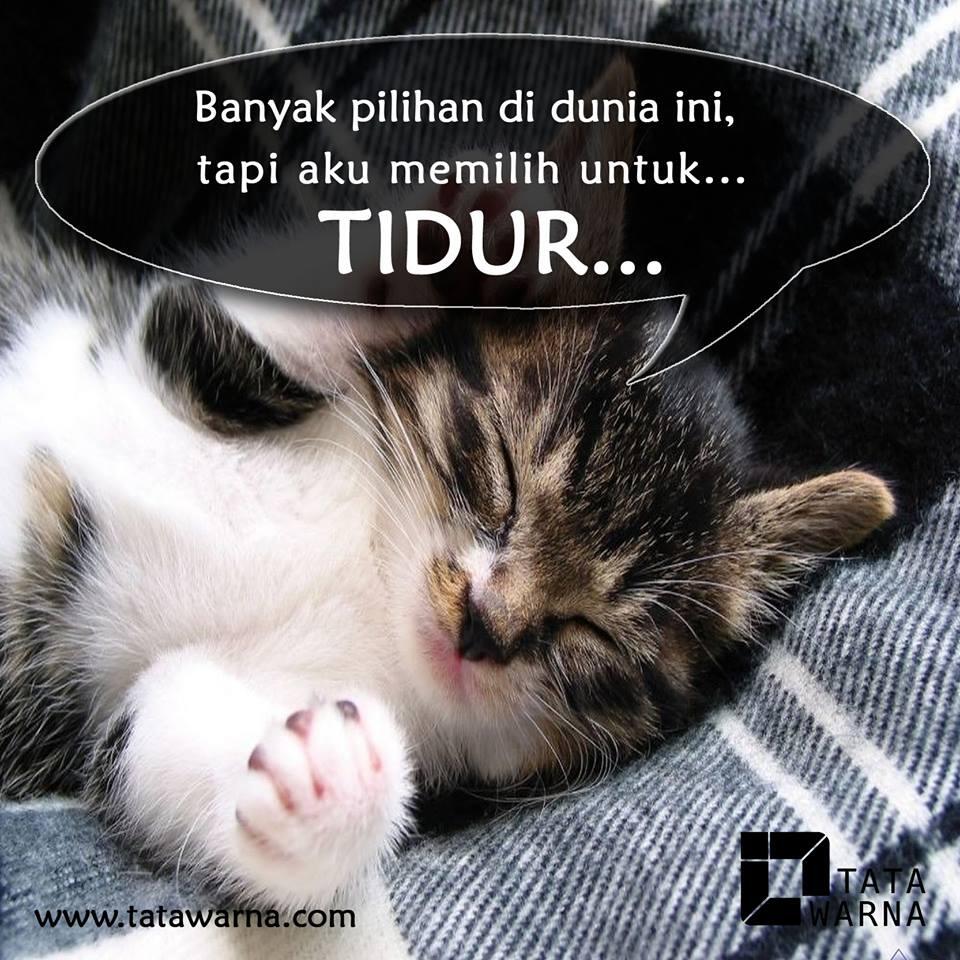 Gambar Meme Comic Kucing Lucu Keren Dan Terbaru DP BBM Lucu Kocak