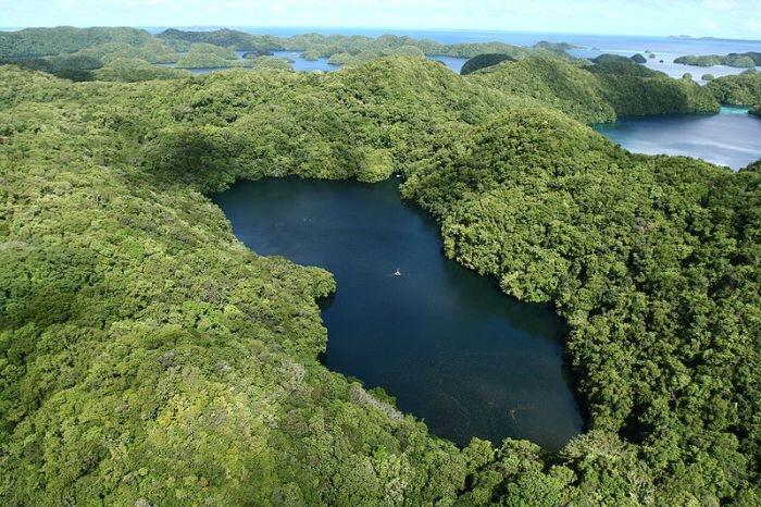 Pulau Kakaban: Menyelami Misteri Evolusi Danau Kakaban