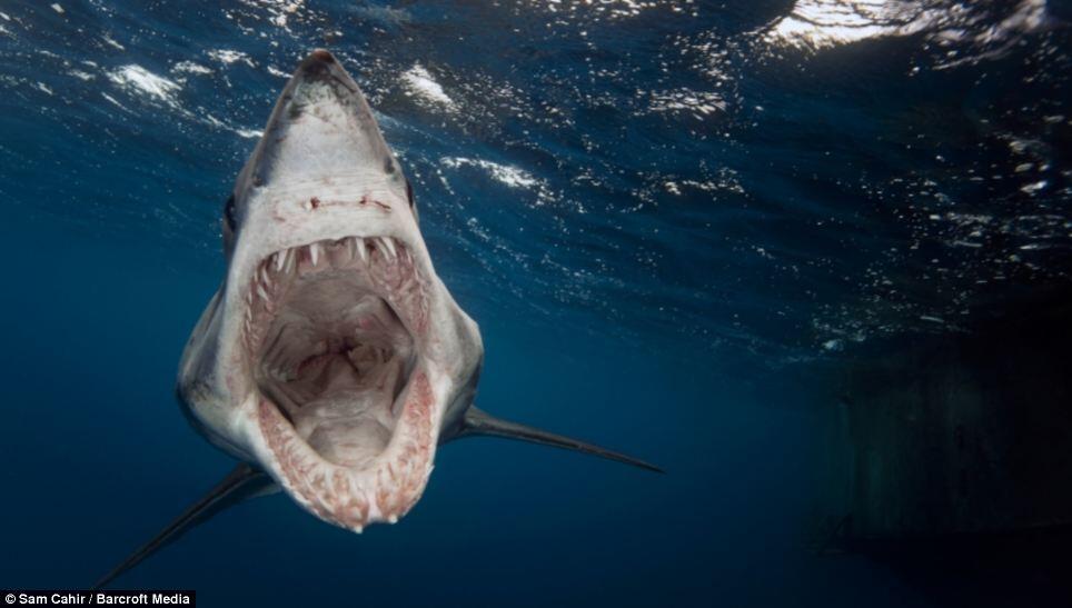 Amazing! Foto Jawara di ajang Best Underwater Competition VII 2013