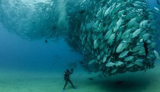 Amazing! Foto Jawara di ajang Best Underwater Competition VII 2013