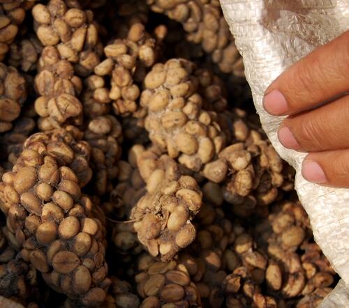 &#91;HOT...&#93;Kopi Luwak Indonesia masuk CNN News.