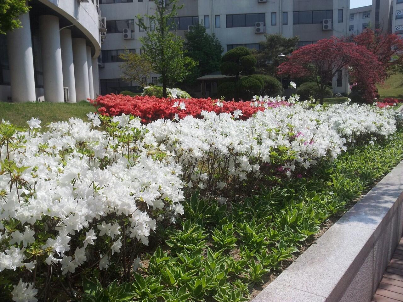 Jalan-jalan gan ke kyungwon unversity, kuliah dan wisata (+pic)