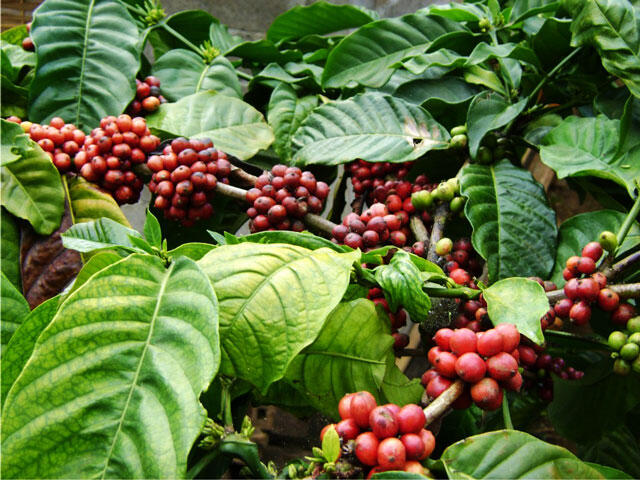 Yuk, Ngintip Cara Pembuatan Kopi Luwak