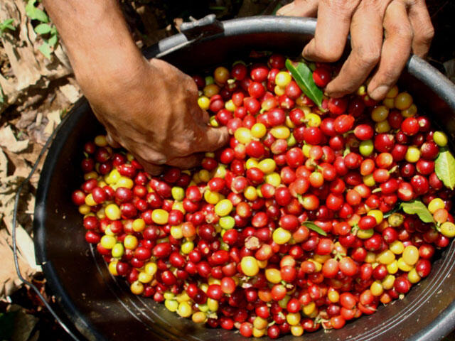 Yuk, Ngintip Cara Pembuatan Kopi Luwak