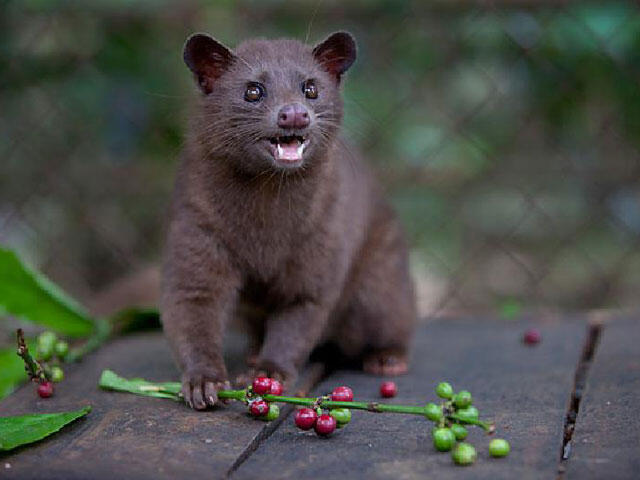 Yuk, Ngintip Cara Pembuatan Kopi Luwak