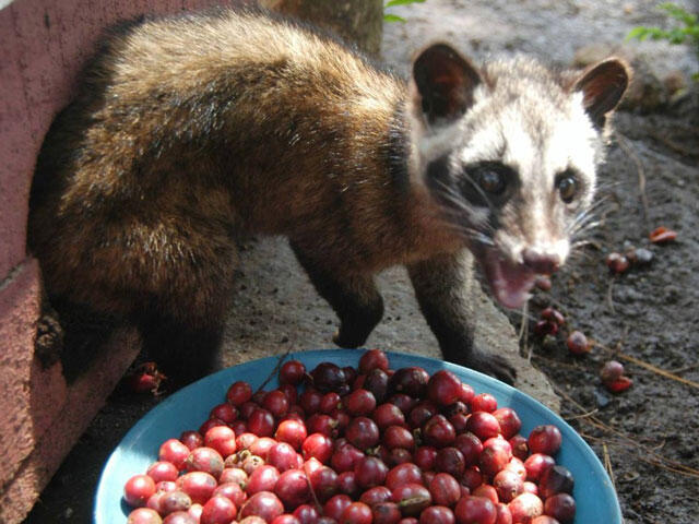 Yuk, Ngintip Cara Pembuatan Kopi Luwak