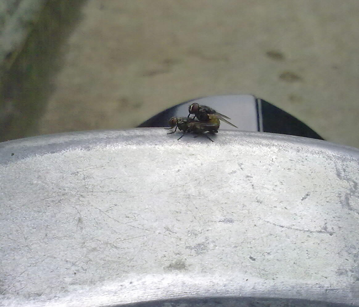 &#91;PICT&#93; Hasil Jepretan Ane Pake Hape Nokia 5800..