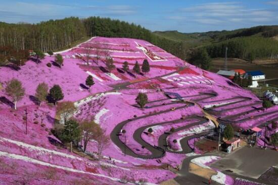 Indahnya Bukit Pink di Hokkaido.