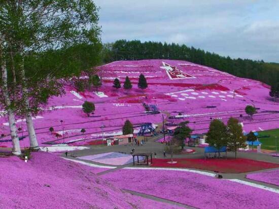 Indahnya Bukit Pink di Hokkaido.