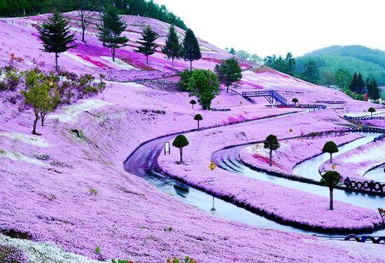 Indahnya Bukit Pink di Hokkaido.