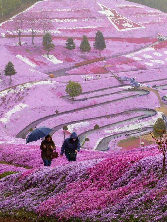 Indahnya Bukit Pink di Hokkaido.