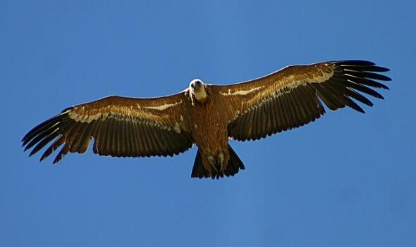 10 Burung dengan Rentang Sayap Terlebar di Dunia