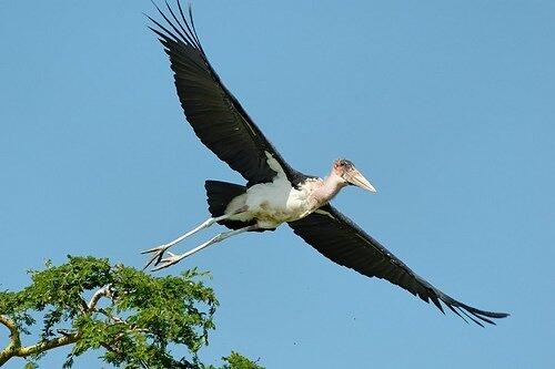 10 Burung dengan Rentang Sayap Terlebar di Dunia